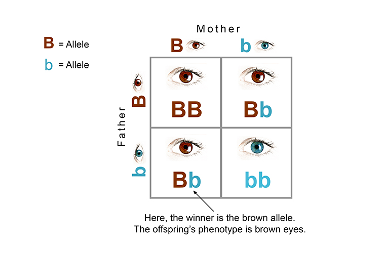 Annotated punnet squares showing the phenotype of the dominant allele
